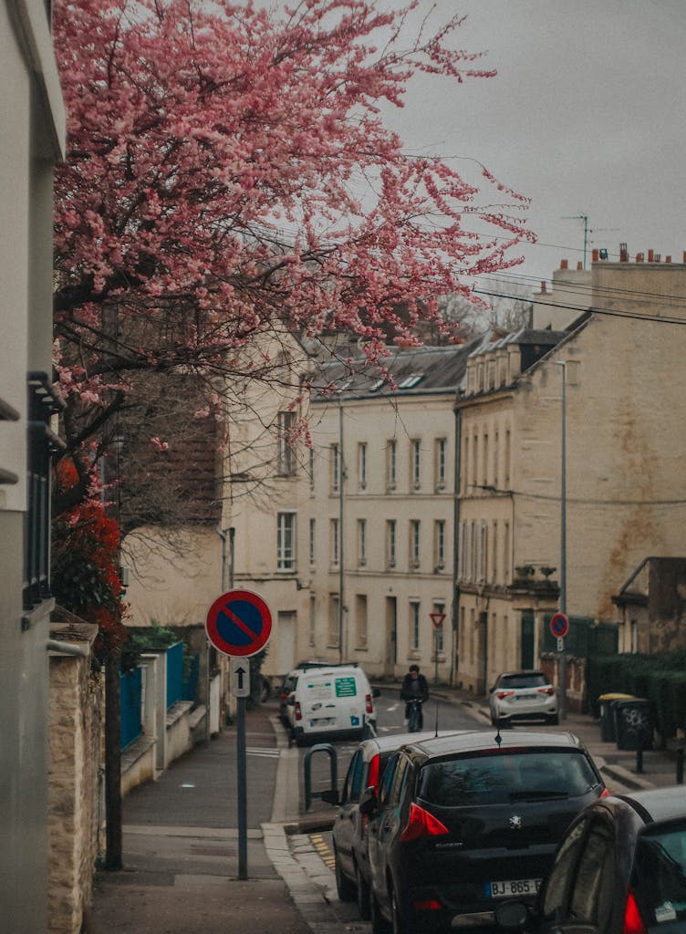 Beautiful cherry blossoms adorn a quaint street in Caen, Normandy, France, showcasing spring's vibrant charm.